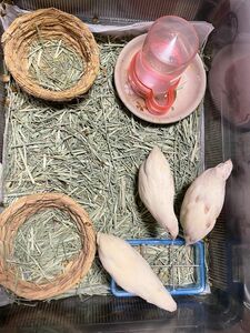 ☆クーポン消化に☆可愛いカラー姫ウズラの有精卵(食用割れ補償込みで14個)孵化可能な有精卵です。