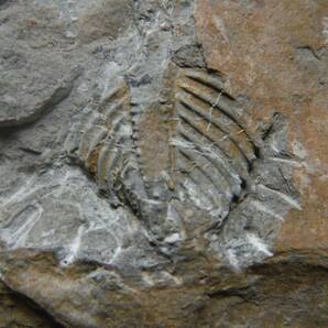 日本産化石 岩手県 シルル紀三葉虫 エンクリヌルス（尾部）Bの画像1