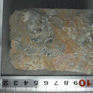 日本産化石 岩手県 シルル紀三葉虫 エンクリヌルス（尾部）Bの画像2
