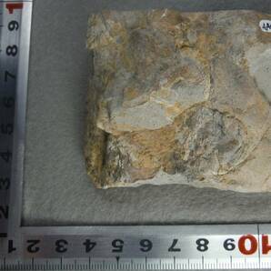 日本産化石 岩手県 シルル紀三葉虫 エンクリヌルス（尾部）Bの画像3