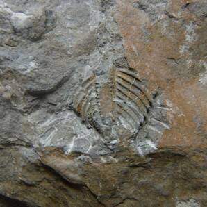 日本産化石 岩手県 シルル紀三葉虫 エンクリヌルス（尾部）Bの画像5