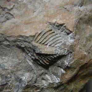 日本産化石 岩手県 シルル紀三葉虫 エンクリヌルス（尾部）Bの画像6