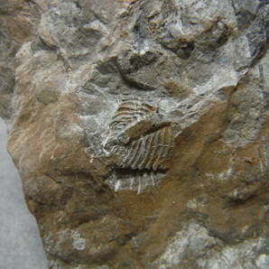 日本産化石 岩手県 シルル紀三葉虫 エンクリヌルス（尾部）Bの画像7
