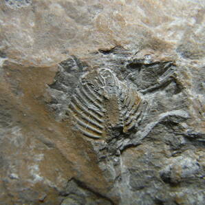 日本産化石 岩手県 シルル紀三葉虫 エンクリヌルス（尾部）Bの画像8