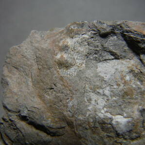 日本産化石 岩手県 シルル紀三葉虫 エンクリヌルス（尾部）Bの画像10