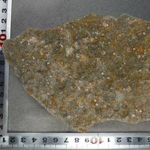 日本産化石 岩手県 白亜紀宮古層群 二枚貝トリゴニアほかの画像3