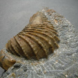 日本産化石 岩手県 白亜紀宮古層群 二枚貝トリゴニアほかの画像7