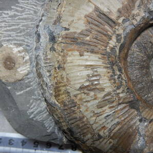 日本産化石 北海道 白亜紀 アンモナイト （ソウウンナイテス）の画像9