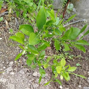 金柑の木　約20cm小苗