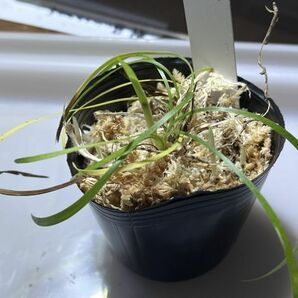 [NM] Ophiopogon sp. Xiulin, Hualian ジャノヒゲ リュウノヒゲ オフィオポゴン 原種 熱帯植物 山野草 古典園芸の画像1
