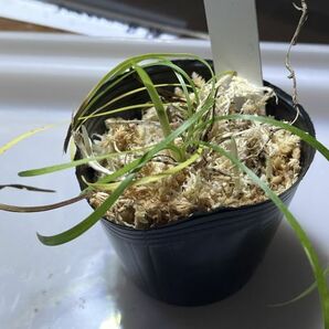 [NM] Ophiopogon sp. Xiulin, Hualian ジャノヒゲ リュウノヒゲ オフィオポゴン 原種 熱帯植物 山野草 古典園芸の画像2