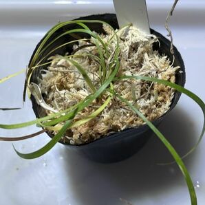 [NM] Ophiopogon sp. Xiulin, Hualian ジャノヒゲ リュウノヒゲ オフィオポゴン 原種 熱帯植物 山野草 古典園芸の画像3