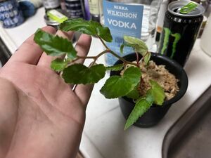 Begonia boliviensis 実生挿し木 ベゴニア 原種 熱帯植物 高山植物 希少 レア