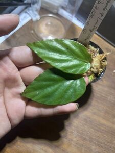 Begonia sp. 1050m Lam Dong ベゴニア 原種 熱帯植物 テラリウム