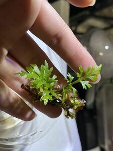 Ceratopteris sp. China チャイニーズスプライト ミズワラビ 原種 熱帯植物 シダ 水草