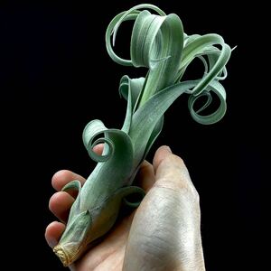 Tillandsia 'Curly Slim' ティランジア カーリースリム チランジア