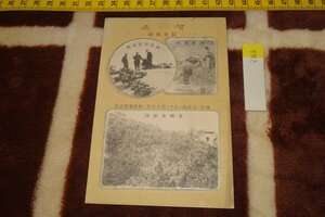 Art hand Auction rarebookkyoto I166 戦前李朝朝鮮 記念植樹年賀状 写真絵葉書･明信片 1枚 総督府庁発 1914年 写真が歴史である, 絵画, 日本画, 花鳥, 鳥獣