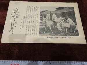 Art hand Auction rarebookkyoto h708 戦前 朝鮮行きの山羊 絵葉書 1920年 滋賀県 写真が歴史である, 絵画, 日本画, 花鳥, 鳥獣