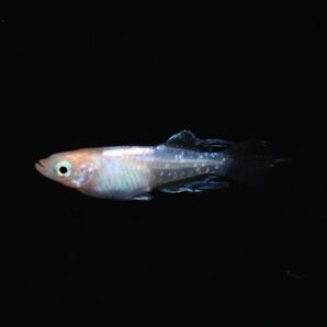 【minamo】現物 ハイビスカス 極上若魚（１ペア）産卵確認済み 夢中めだか様直系 HB-01の画像6