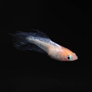 【minamo】現物 ハイビスカス 極上若魚（１ペア）産卵確認済み 夢中めだか様直系 HB-01の画像5