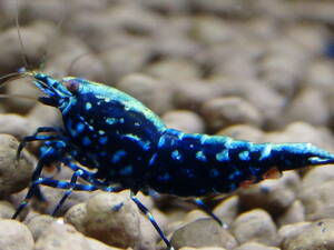 [BLESS] finest quality blue Zeus shrimp 3 pcs set 