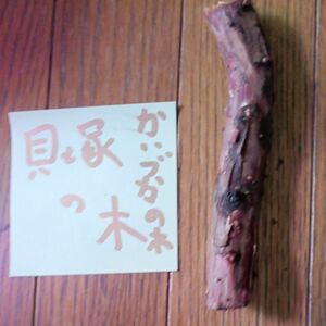 貝塚の穂木１本です。宜しくお願い致します。