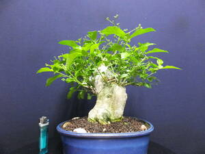 ***. legume bonsai > genuine bow super futoshi .> shohin bonsai * light pattern tree old ...*** height of tree 22cm bonsai genuine bow ... flower . attaching shohin bonsai the truth thing bonsai super very thick .