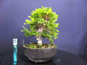 ***. legume bonsai > popular > elm keyaki futoshi .> shohin bonsai *. leather . old ...*** height of tree 14cm bonsai . leather . elm keyaki shohin bonsai . tree bonsai 