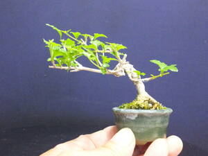 ***. бобы бонсай > запах клён ..> shohin bonsai * дуть . сток старый .*** высота дерева 6cm бонсай мини бонсай запах клён ... shohin bonsai 