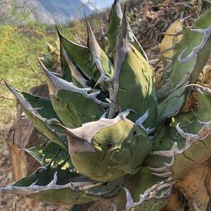 3000粒程度 アガベ オテロイ オアハカ 種子 Agave oteroi Oaxaca 実生の画像2