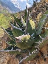 500粒程度 アガベ オテロイ オアハカ 種子 Agave oteroi Oaxaca 実生 即決_画像2