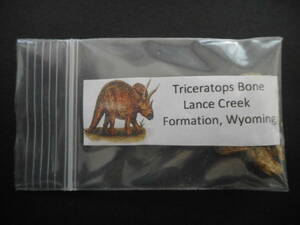 化石　トリケラトプスの骨⑥　ワイオミング産