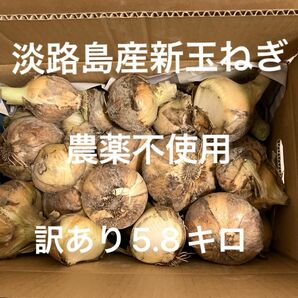 淡路島産新玉ねぎ　健康　血液サラサラ　箱込み5.8キロ　無農薬　農薬不使用　極早稲　春一番