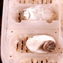 爬虫類専用孵卵器 卵トレイ インキュベータートレイ エッグトレイ 孵卵機 孵化器 卵ハッチャー インキュベーター 12個の卵を管理_画像6