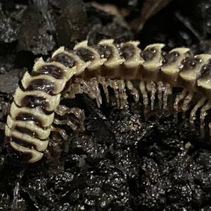 キンツバキシャヤスデ 5匹 アダルトの画像4