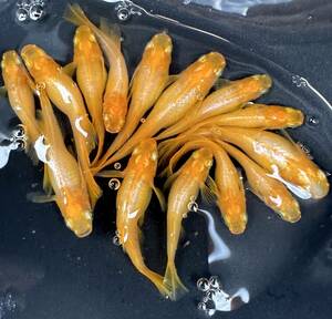 アズのメダカ　プラチナ牡丹（ぼたん）　若魚　ランダム１０匹