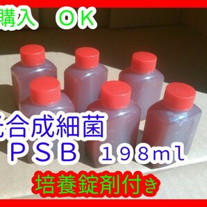 光合成細菌(ＰＳＢ)培養セット　１９８ｍｌ　/PSB/めだか/ミジンコ/針子/餌/らんちゅう/ゾウリムシ種水/培養/光合成細菌/卵