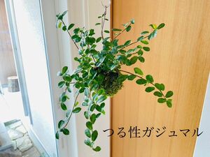 つる性ガジュマルの苔玉　フィカス