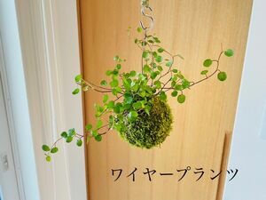 ワイヤープランツの苔玉　ハンギング　観葉植物