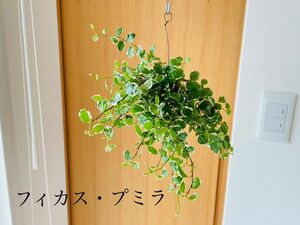 フィカスプミラの苔玉　ハンギング