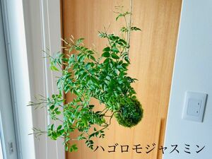 ハゴロモジャスミンの苔玉　ハンギング　ハーブ　花