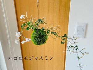 ハゴロモジャスミンの苔玉　ハンギング　ハーブ