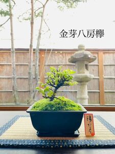 《見頃》金芽八房欅の苔盆栽　ホソバオキナゴケ