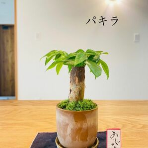 パキラの苔盆栽　受け皿付き　開運　ホソバオキナゴケ