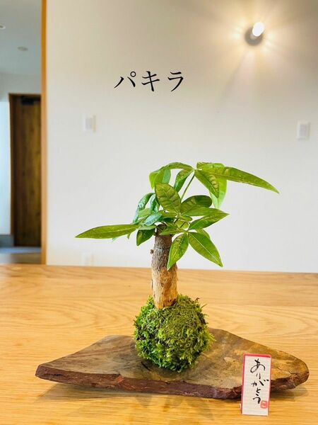 パキラの苔玉　 観葉植物