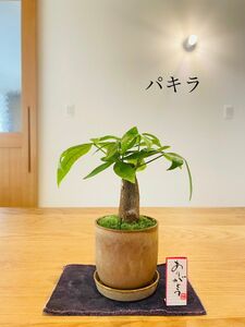 パキラの苔盆栽　受け皿付き　開運　ホソバオキナゴケ