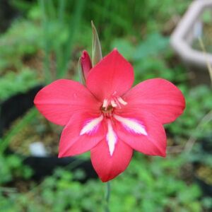 原種グラジオラス・ステファニアエの球根　約10g ×1球　Gladiolus stefaniae