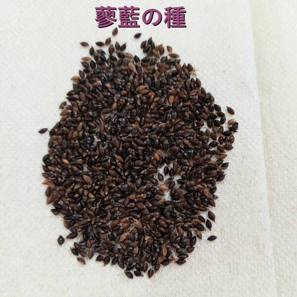 無農薬栽培　蓼藍の種　5000粒