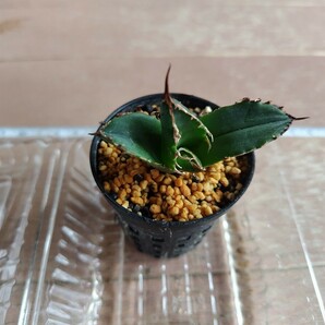 アガベ チタノタ 狂戦士 Agave titanota Berserker 鉢植え の画像5