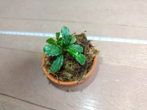 Bucephalandra sp. Green Wavy ”Variegated” ブセファランドラ　グリーンウェービー　バリエガータ　白斑入り　水上葉